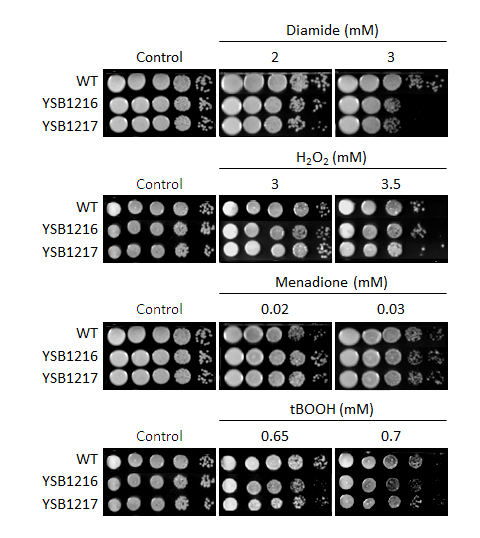 Oxidative stress phenotype for CNAG_03024T0