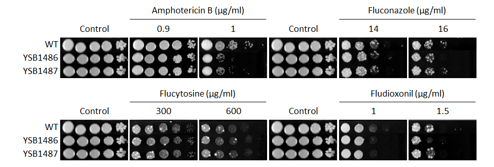 Antifungal drug susceptibility for CNAG_03048T0