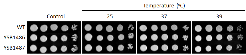 Growth phenotype for CNAG_03048T0