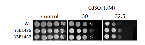Heavy metal stress phenotype for CNAG_03048T0