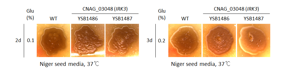 Melanin phenotype for CNAG_03048T0