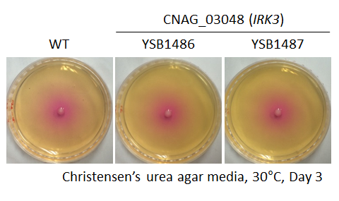 Urease phenotype for CNAG_03048T0