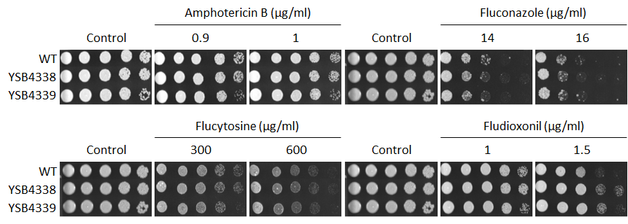 Antifungal drug susceptibility for CNAG_03137T0