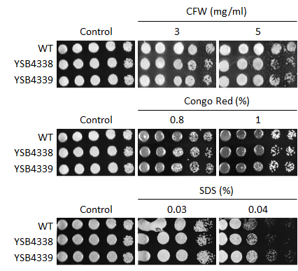 Cell wall stress phenotype for CNAG_03137T0