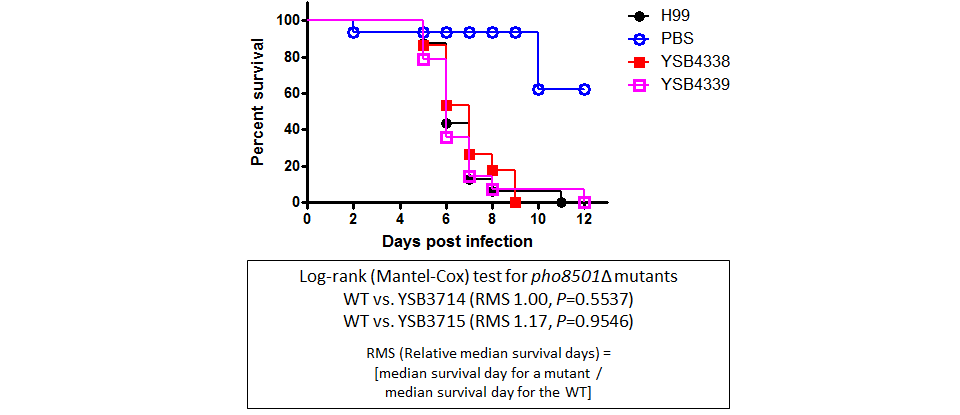 Galleria mellonella virulence data for CNAG_03137T0