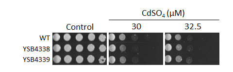 Heavy metal stress phenotype for CNAG_03137T0