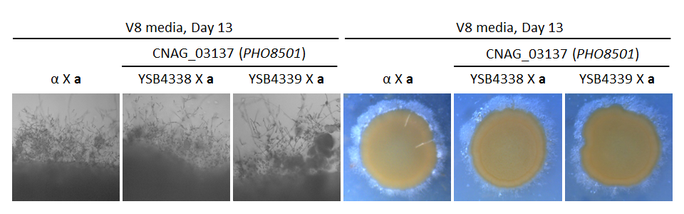 Growth phenotype for CNAG_03137T0