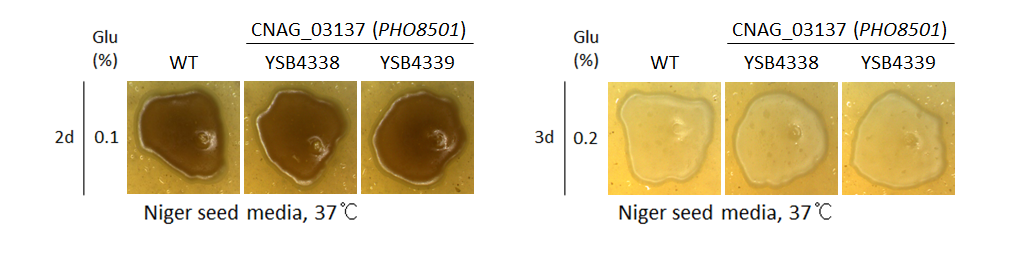 Melanin phenotype for CNAG_03137T0
