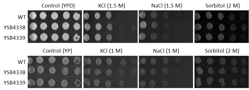 Osmotic stress phenotype for CNAG_03137T0