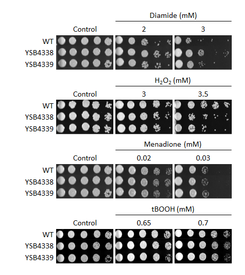 Oxidative stress phenotype for CNAG_03137T0