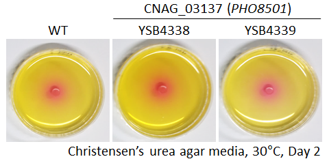 Urease phenotype for CNAG_03137T0