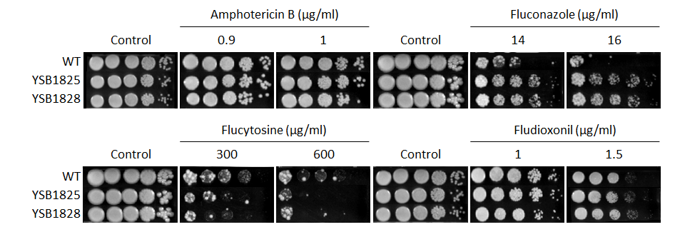 Antifungal drug susceptibility for CNAG_03167T0