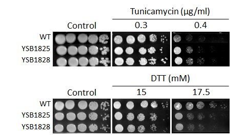 ER stress phenotype for CNAG_03167T0