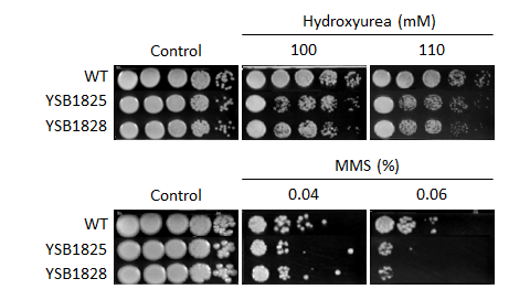 Genotoxic stress phenotype for CNAG_03167T0
