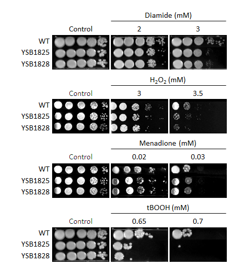 Oxidative stress phenotype for CNAG_03167T0