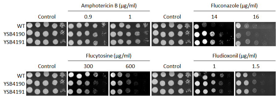 Antifungal drug susceptibility for CNAG_03184T0