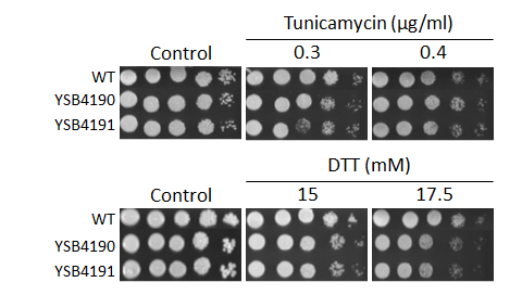 ER stress phenotype for CNAG_03184T0