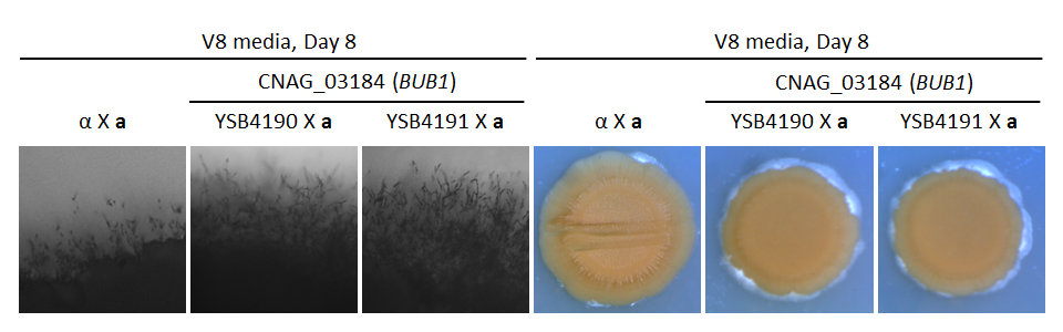 Growth phenotype for CNAG_03184T0