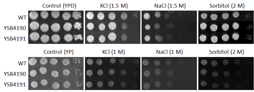 Osmotic stress phenotype for CNAG_03184T0