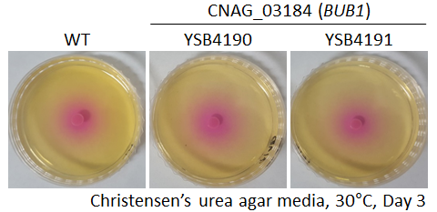 Urease phenotype for CNAG_03184T0