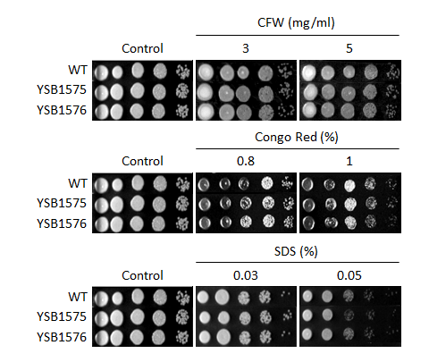 Cell wall stress phenotype for CNAG_03216T0