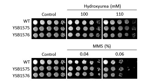 Genotoxic stress phenotype for CNAG_03216T0