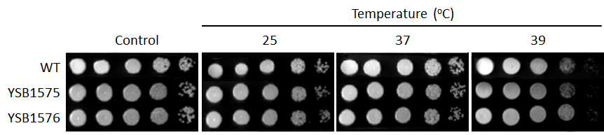 Growth phenotype for CNAG_03216T0