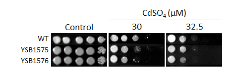 Heavy metal stress phenotype for CNAG_03216T0