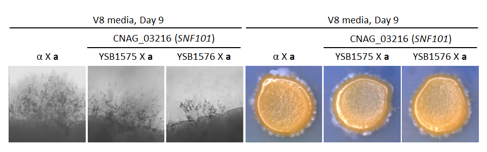 Growth phenotype for CNAG_03216T0