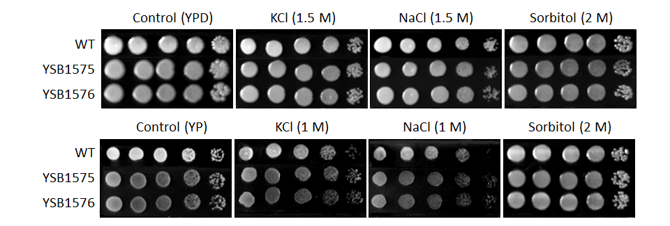Osmotic stress phenotype for CNAG_03216T0