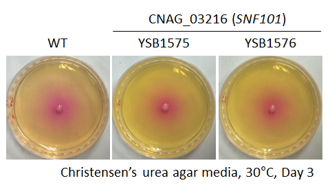 Urease phenotype for CNAG_03216T0