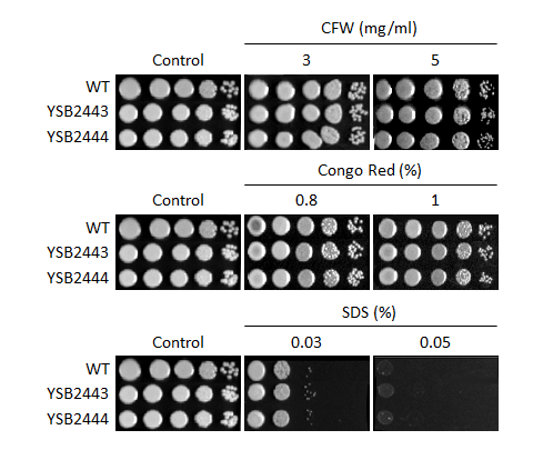 Cell wall stress phenotype for CNAG_03258T2