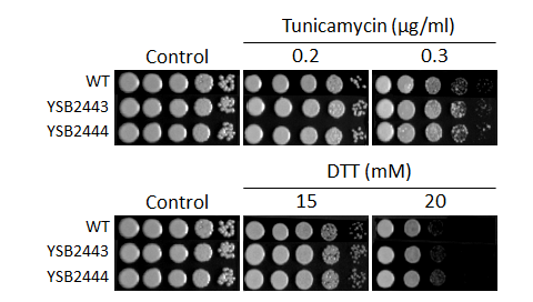 ER stress phenotype for CNAG_03258T2