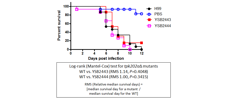 Galleria mellonella virulence data for CNAG_03258T2