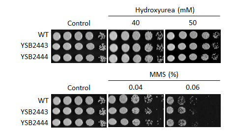 Genotoxic stress phenotype for CNAG_03258T2