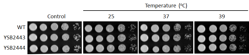 Growth phenotype for CNAG_03258T2