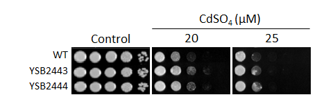 Heavy metal stress phenotype for CNAG_03258T2