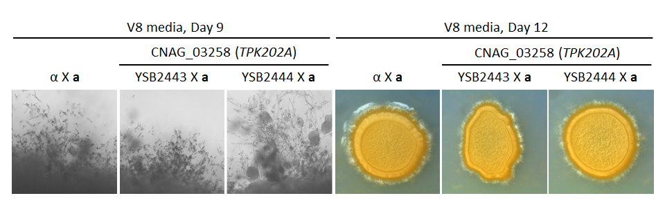 Growth phenotype for CNAG_03258T2