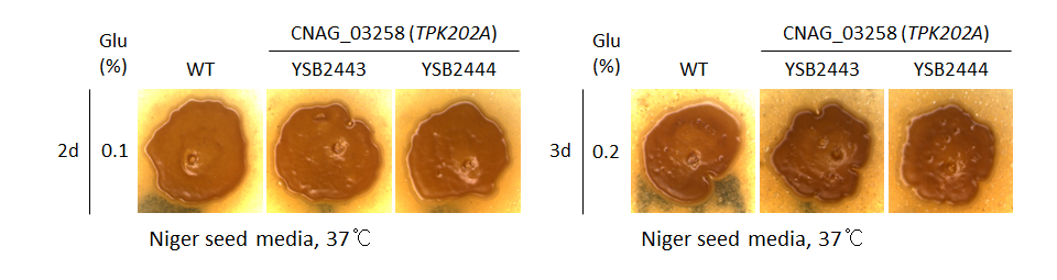 Melanin phenotype for CNAG_03258T2