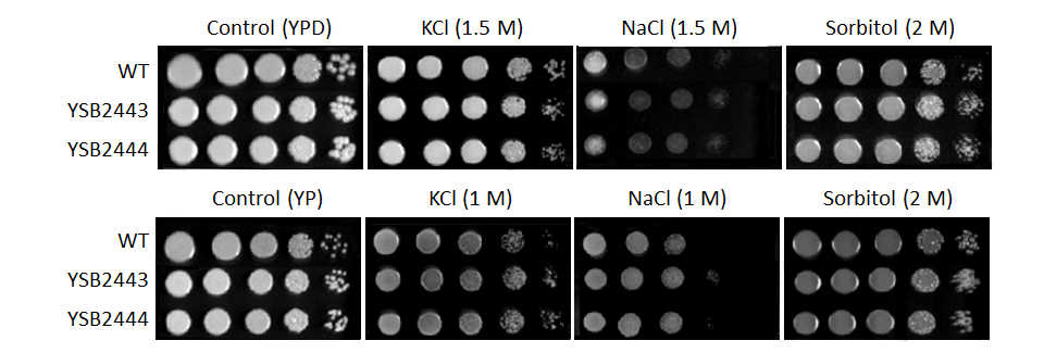 Osmotic stress phenotype for CNAG_03258T2