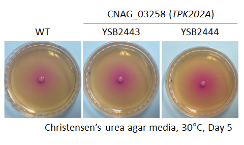 Urease phenotype for CNAG_03258T2
