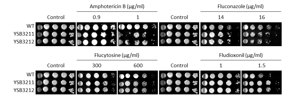 Antifungal drug susceptibility for CNAG_03290T0