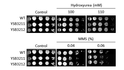Genotoxic stress phenotype for CNAG_03290T0