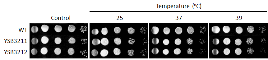 Growth phenotype for CNAG_03290T0