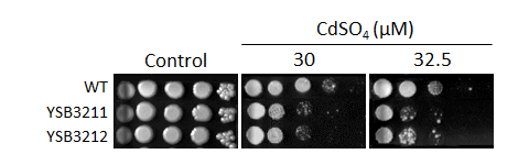 Heavy metal stress phenotype for CNAG_03290T0