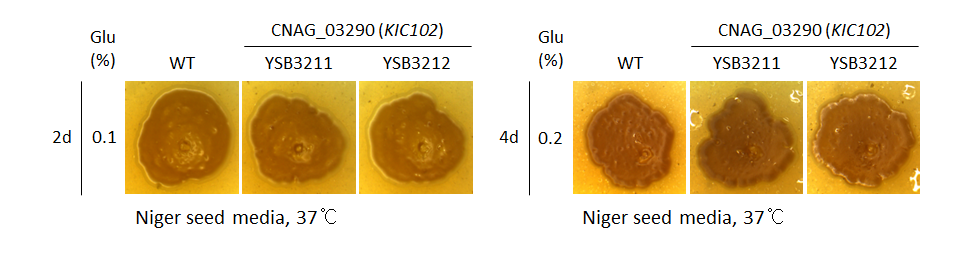 Melanin phenotype for CNAG_03290T0