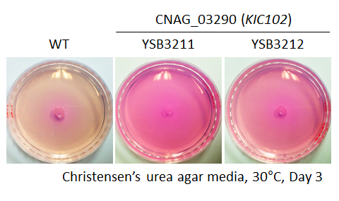 Urease phenotype for CNAG_03290T0
