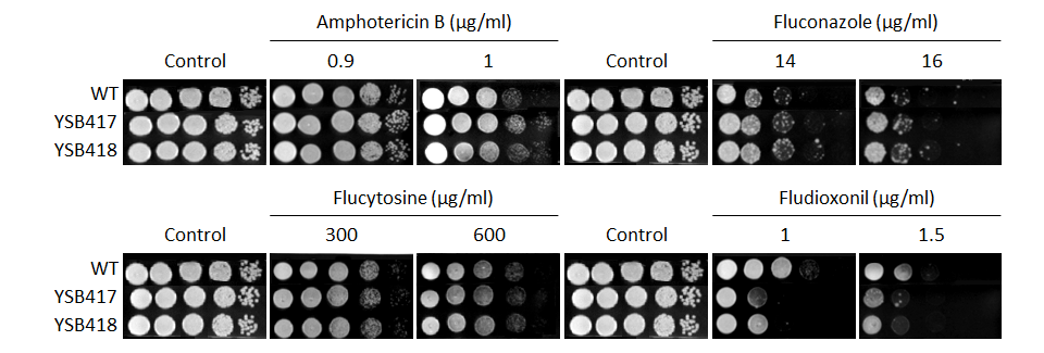 Antifungal drug susceptibility for CNAG_03355T0