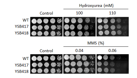 Genotoxic stress phenotype for CNAG_03355T0