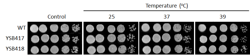 Growth phenotype for CNAG_03355T0